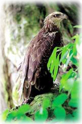 Philippine Eagle (Pag-asa)