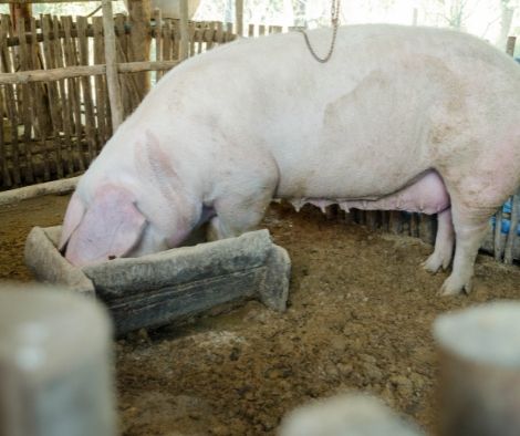Ilocos Norte helps hog farmers afflicted with the African Swine Fever (ASF)