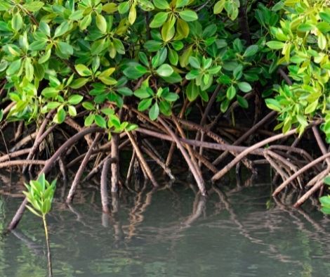 A measure to protect mangroves faces opposition in a House committee.