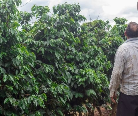 Antique coffee farmers may expect a promising revenue from their “excellent” coffee crop