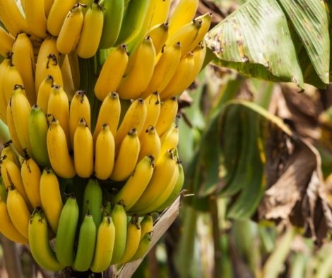 New investments of P200 million are being made to restore Maguindanao’s banana plantations