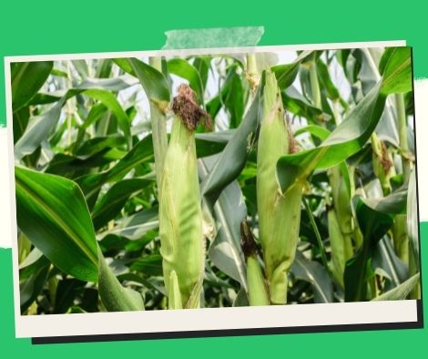 The Department of Agriculture (DA) has released an atlas to assist farmers with corn production.