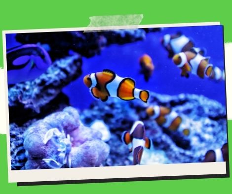 People who own aquariums with saltwater fish should follow these tips.