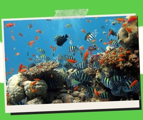 Reef aquariums in saltwater