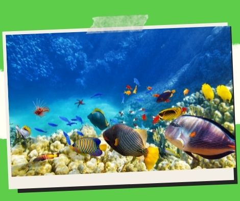 Aquarium Fish Care: Everything You Need to Know About Starting a New Business