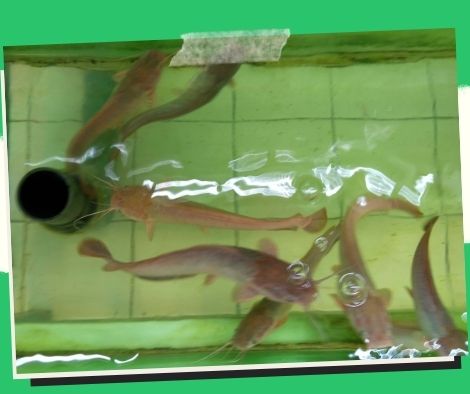 Catfish in the Aquarium: How to Take Care of them