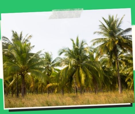 Negros Occidental farm is a facility for producing hybrid coconut seeds.