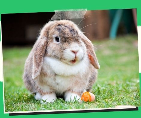 Rabbits and Rabbit Shows: Common Terminology
