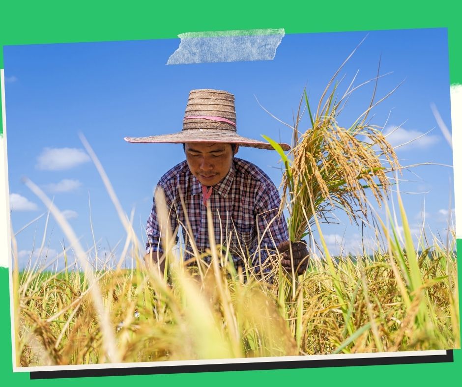 Rice producers are being asked to stick to sowing rates in order to increase yields.