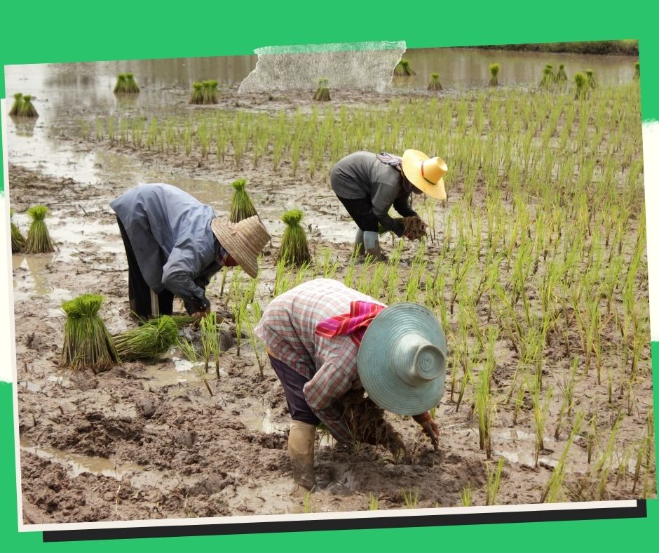 Farmers in Albay receive P100,000 in revenue thanks to Kadiwa ng Pangulo.