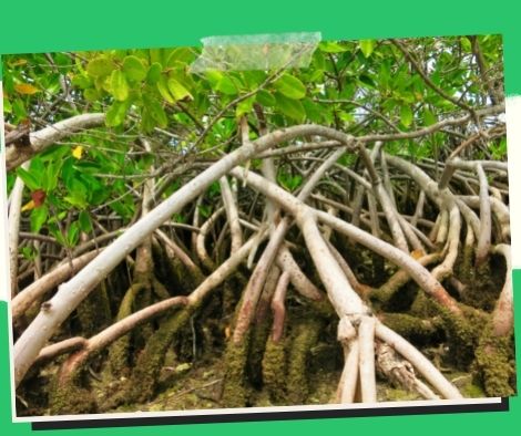 For Arbor Day, almost 8,000 mangrove buds were planted in Zambo City.