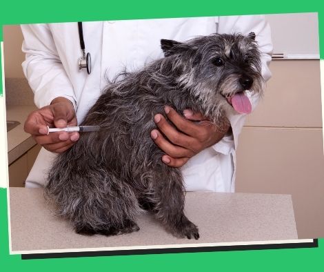 Sept. brings free pet castration and anti-rabies vaccinations in Ilocos Norte.