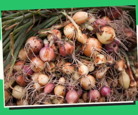 A cold storage facility in Nueva Ecija will benefit onion farmers.