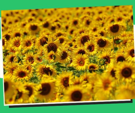 The agrotourism site in Ilocos Norte is re-attracted by sunflowers.